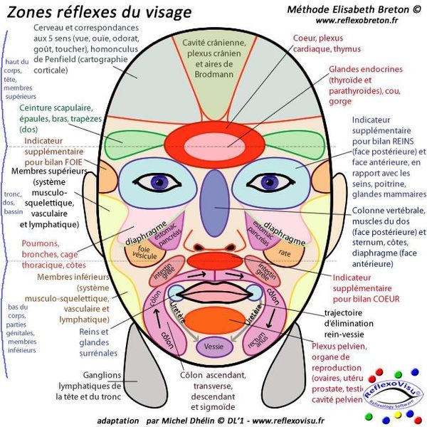 cartographie-zones-reflexes-visage-M-Ferron (1)