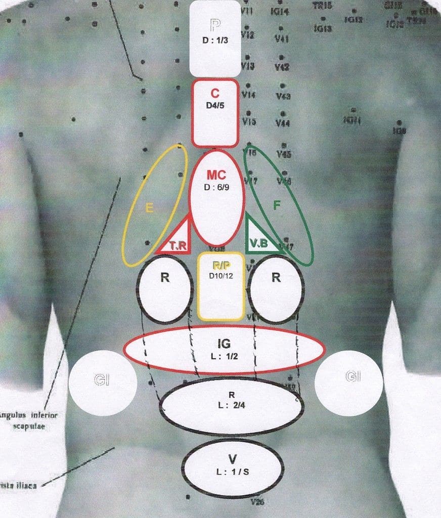 réflexologie dorsale shéma